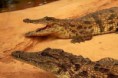 /album/fotogaleria-animales/descarga-jpg2/