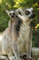 /album/fotogaleria-animales/faunia-365xxx80-jpg/