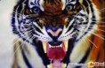 /album/fotogaleria-animales/images-jpg/